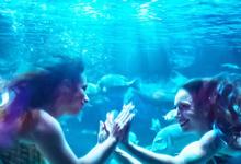 人鱼商战全集 2023美国纪录 HD1080P迅雷下载-沐风文化